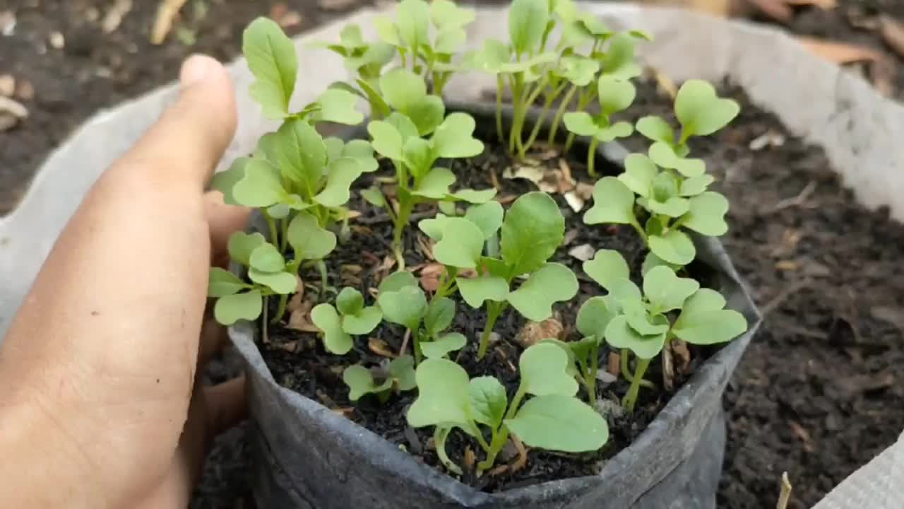 芥菜从种子到种植的栽培视频素材