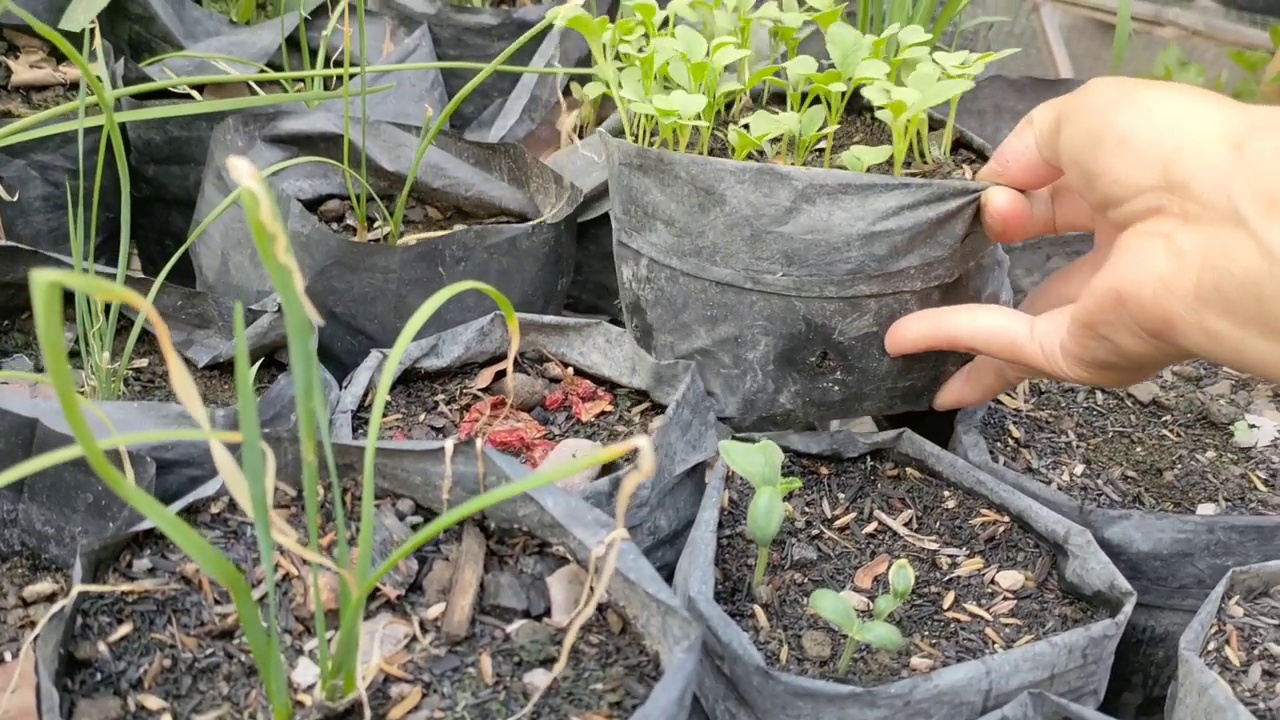 芥菜从种子到种植的栽培视频素材