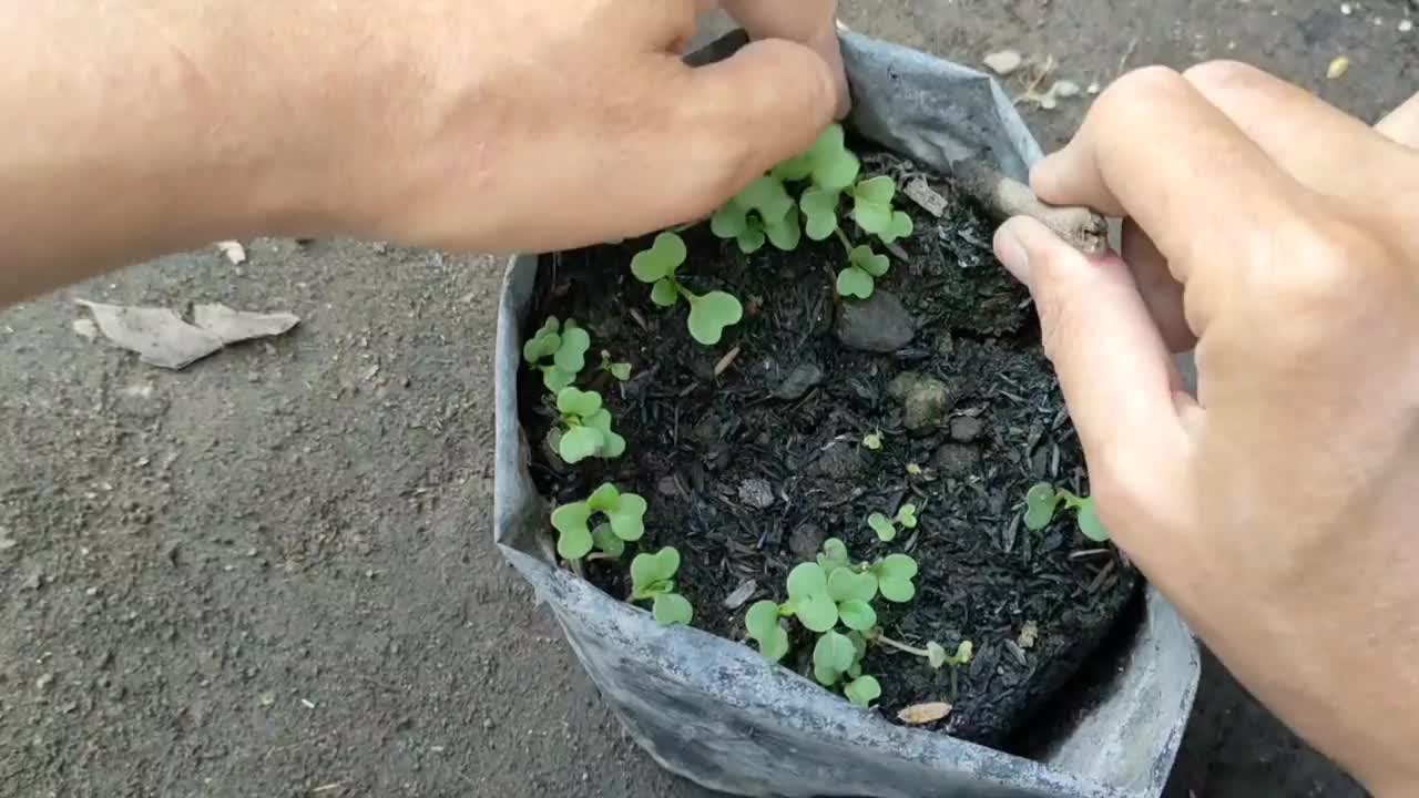 芥菜从种子到种植的栽培视频素材