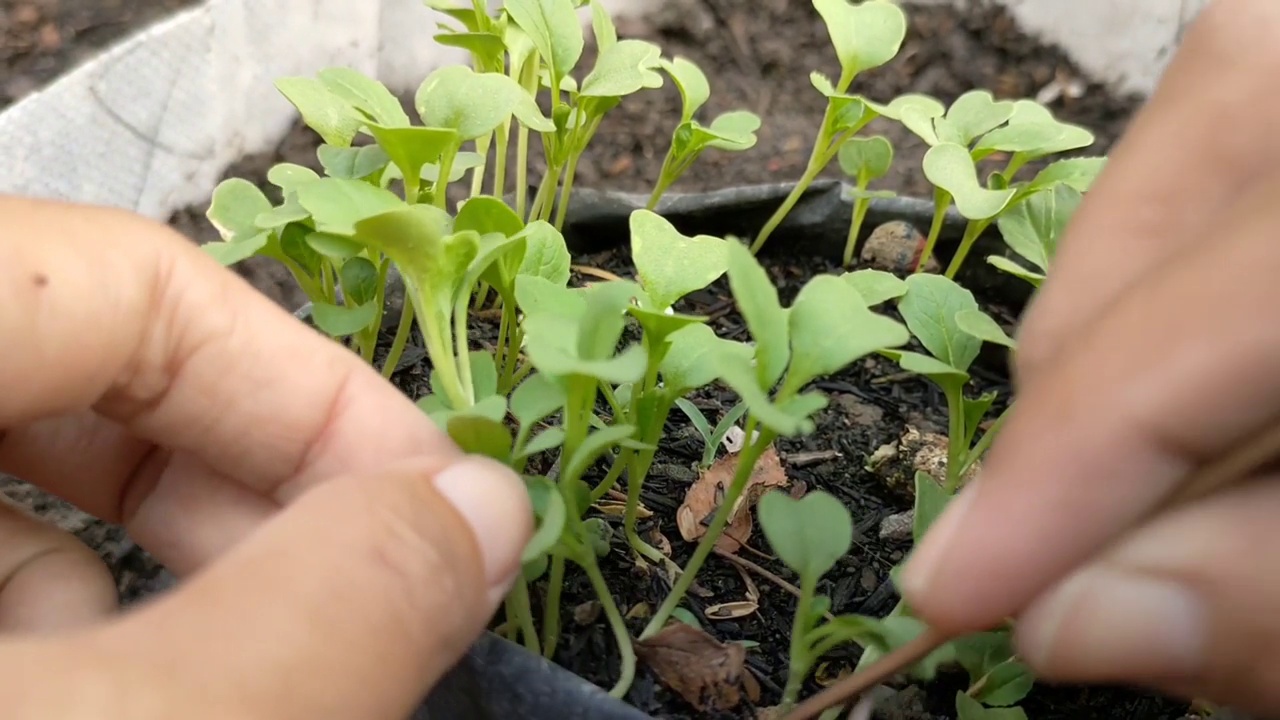 芥菜从种子到种植的栽培视频素材