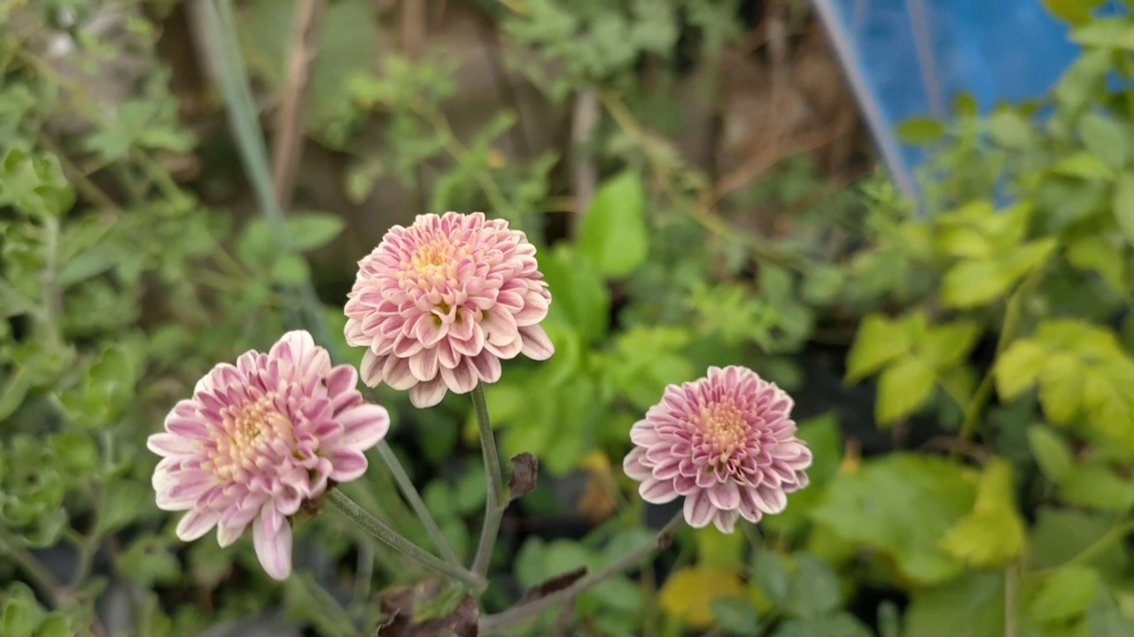 菊花在房子前面的花园里开得很漂亮视频素材