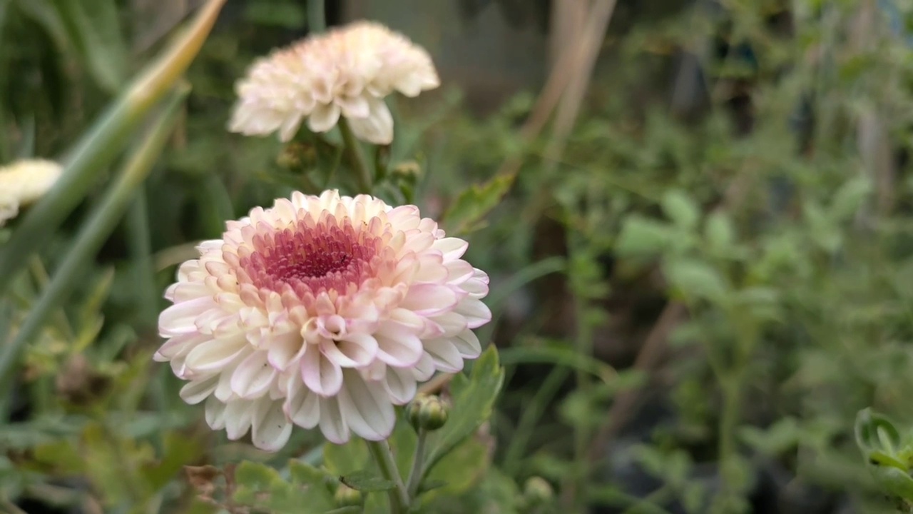 菊花在房子前面的花园里开得很漂亮视频素材