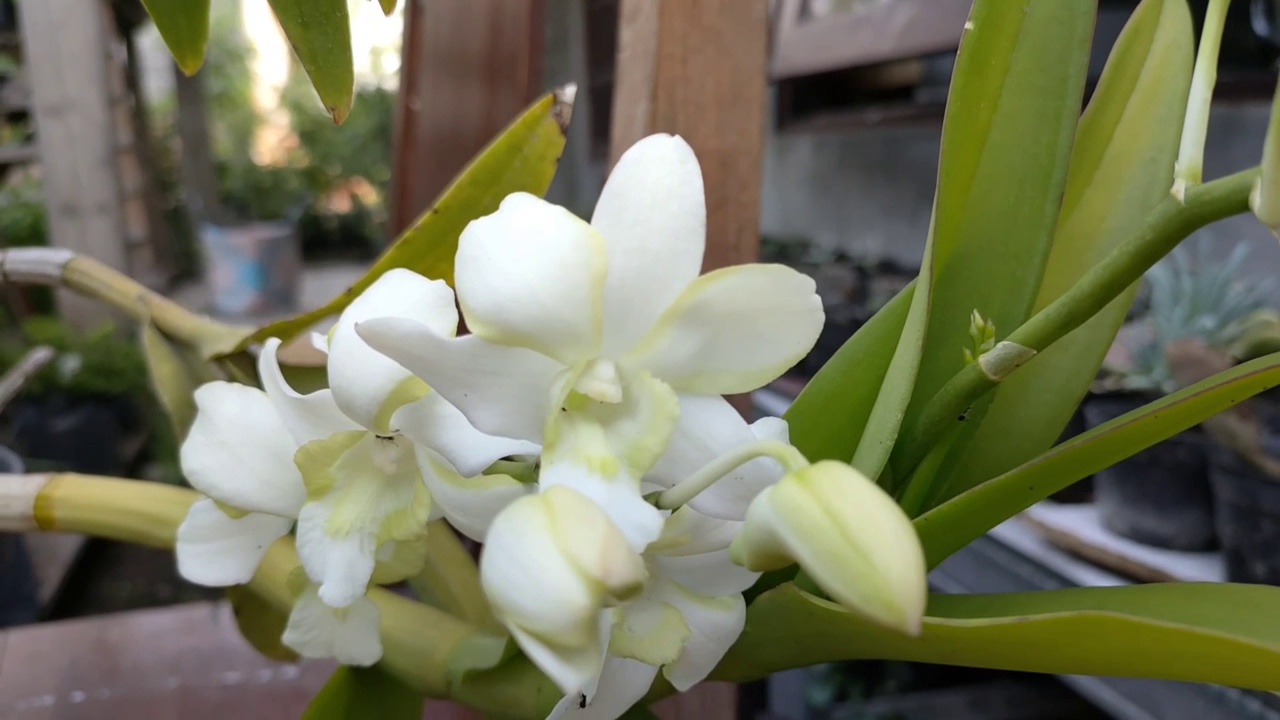 花园里的白兰花视频素材