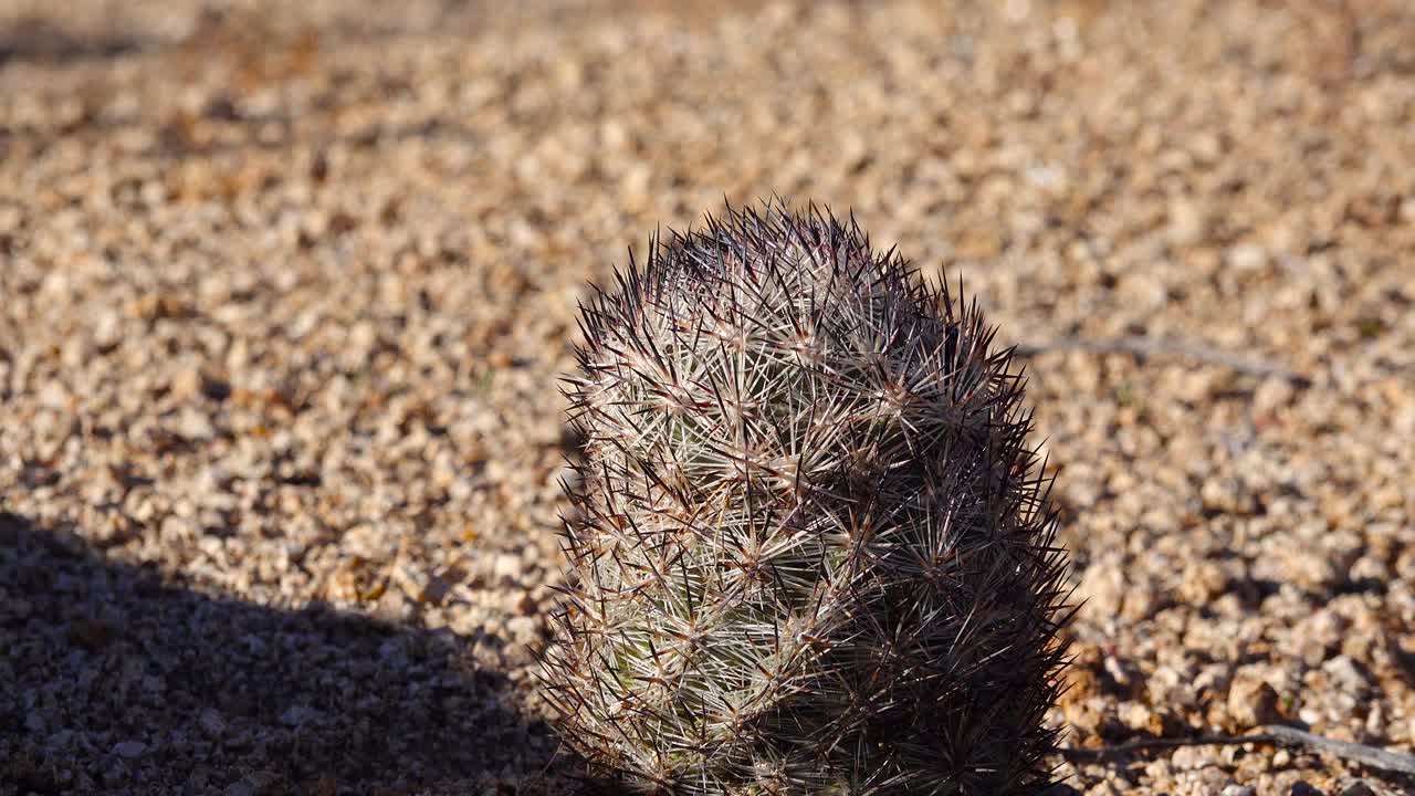 亚利桑那州沙漠里的仙人掌。软垫狐尾仙人掌(Escobaria alversonii, coryphantha alversonii)，美国视频素材