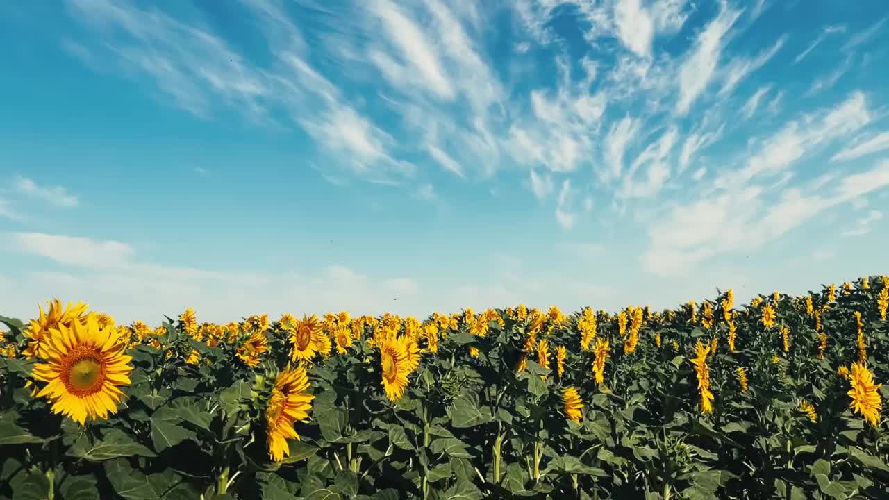 向日葵小夜曲:在迷人的自然舞蹈中，色彩之间的平滑过渡，揭示了太阳花瓣迷人的美丽和活力。视频《生命与光》视频下载