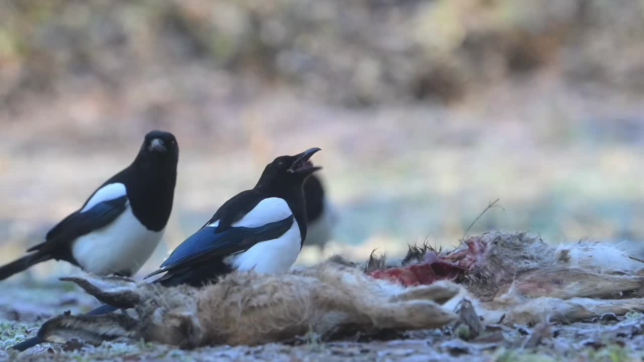 喜鹊吃死野兔视频素材