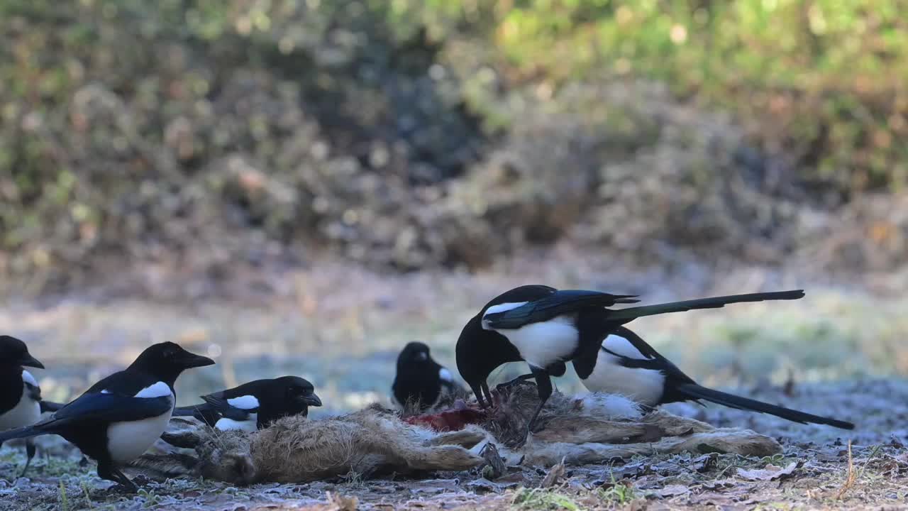 喜鹊吃死野兔视频下载