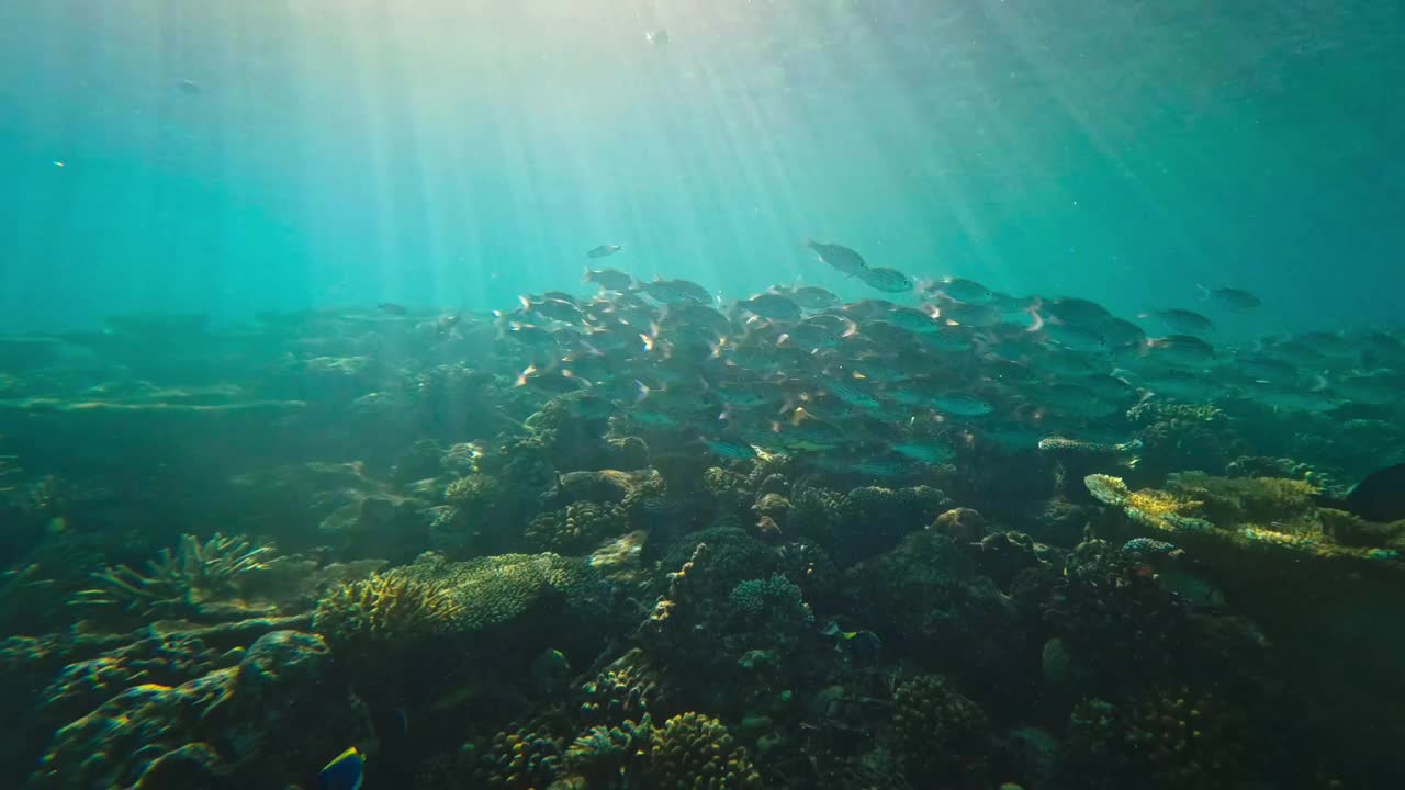 在印度洋清澈的海水中，五颜六色的鱼群视频下载