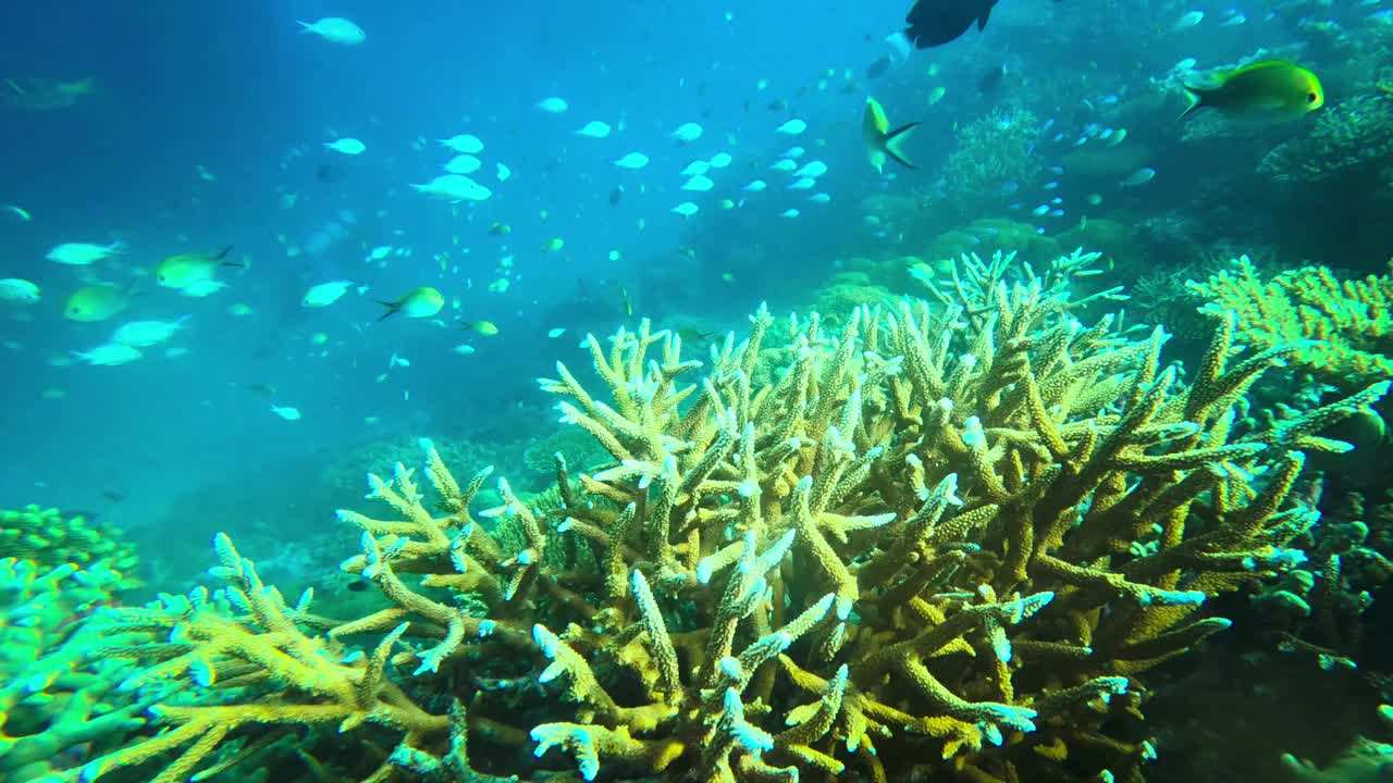 在印度洋清澈的海水中，五颜六色的鱼群视频素材