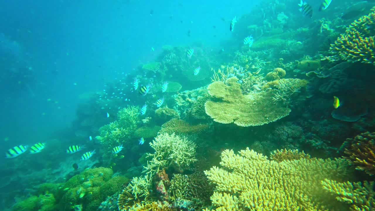 在印度洋清澈的海水中，五颜六色的鱼群视频素材