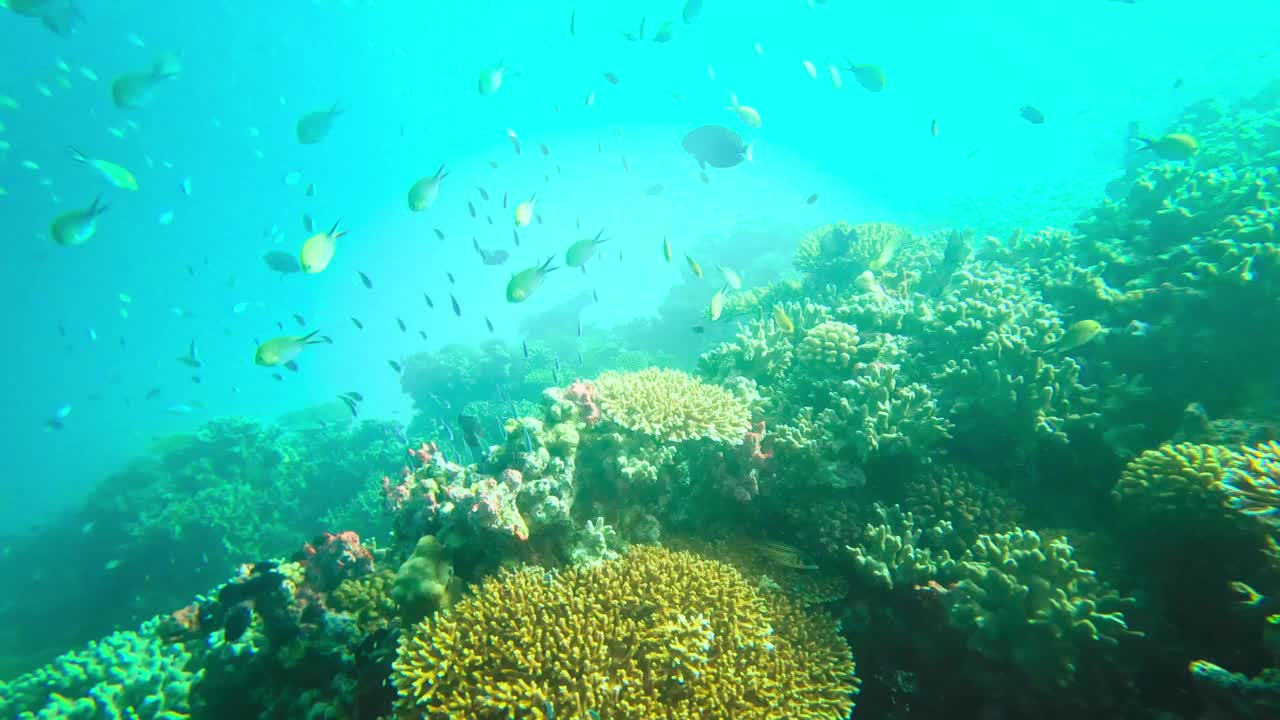 在印度洋清澈的海水中，五颜六色的鱼群视频下载