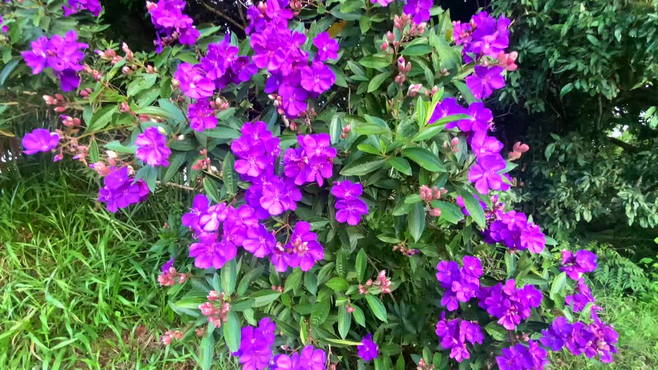紫花树视频下载