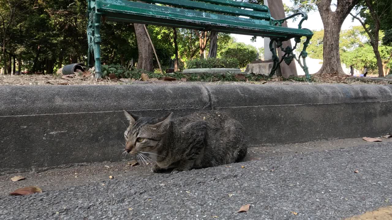 猫在混凝土台阶上休息视频素材