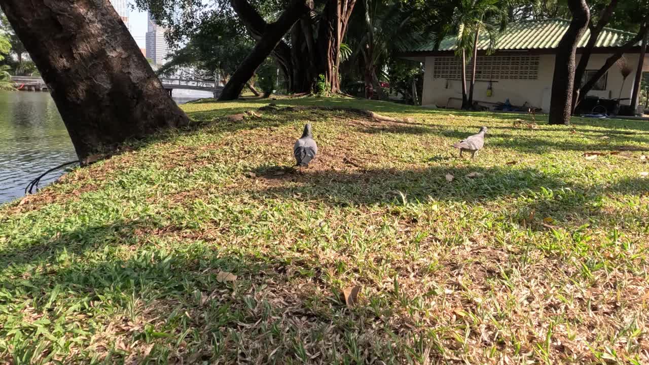 鸽子在湖边漫步视频素材