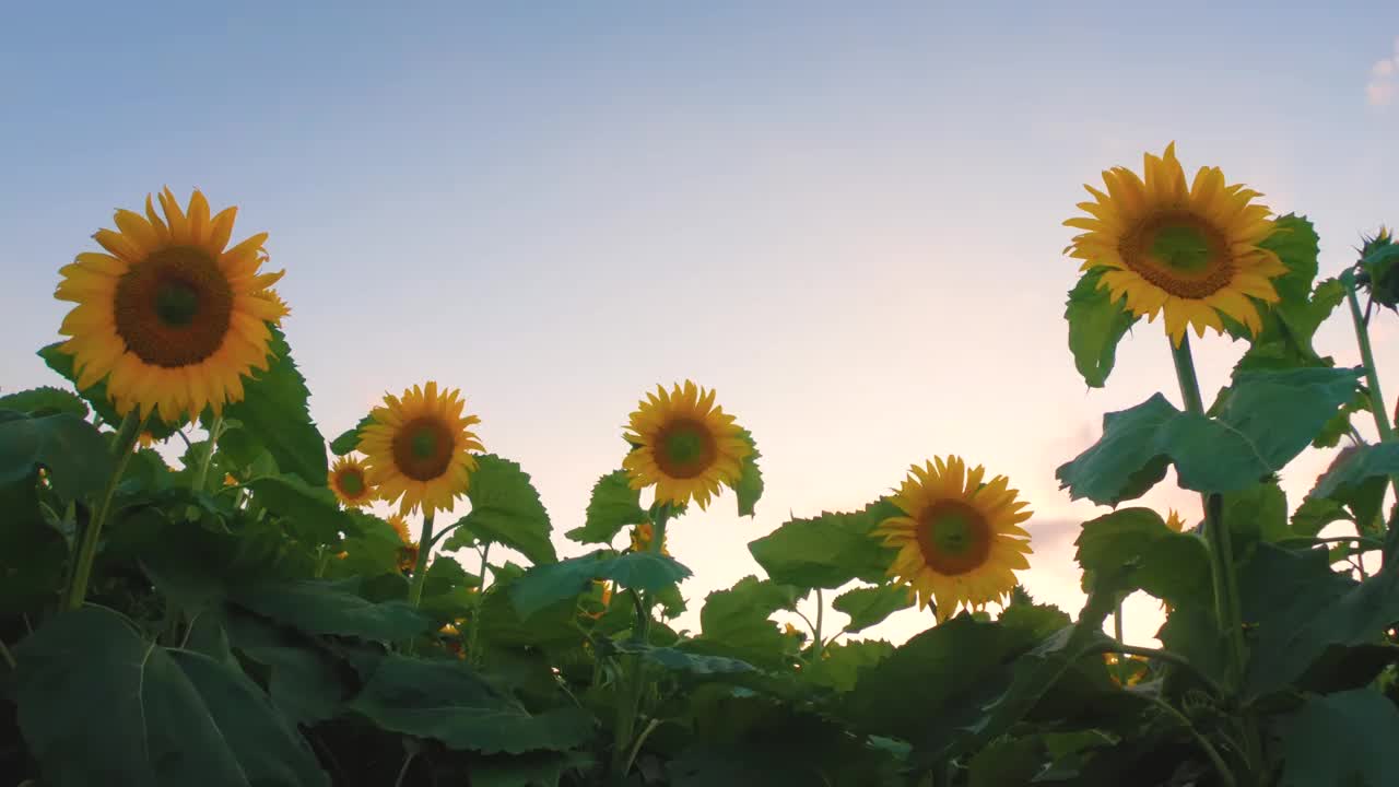 太阳落山时，五朵向日葵排成一排，就像大自然无形的乐谱上的音符，有的高高升起，它们的茎似乎在指挥这支雄伟的交响乐，有的低垂着，与大地形成了一种和谐。视频下载