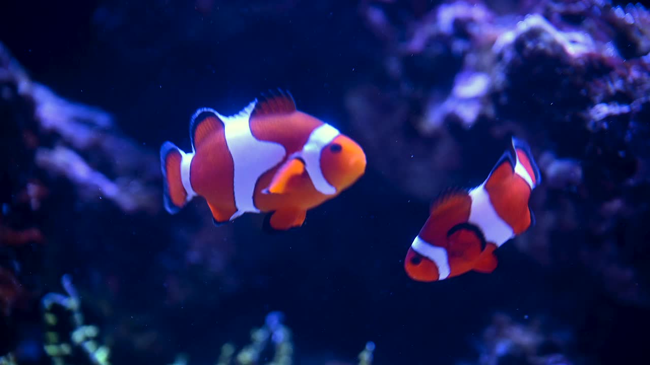 一条尼莫鱼在柔软的海葵移动的触手中玩捉迷藏。小丑鱼或海葵鱼在水族馆的概念。4k超级慢动作120 FPS原始电影视频视频素材