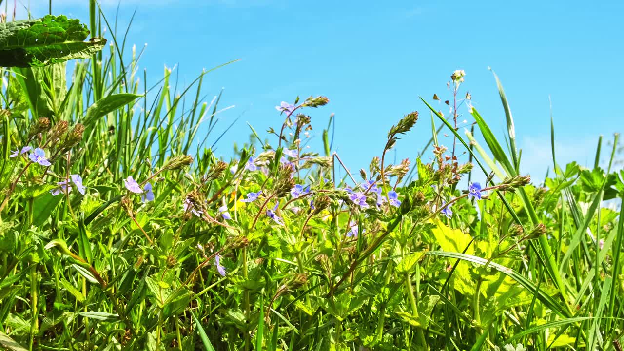 草地与盛开的小蓝花在绿色的田野草地在春天蓝天的背景。侧视图。美丽的福布斯。Veronika chamaedrys Dubravnaya speedwell植物。春天的五一节。特写镜头视频素材