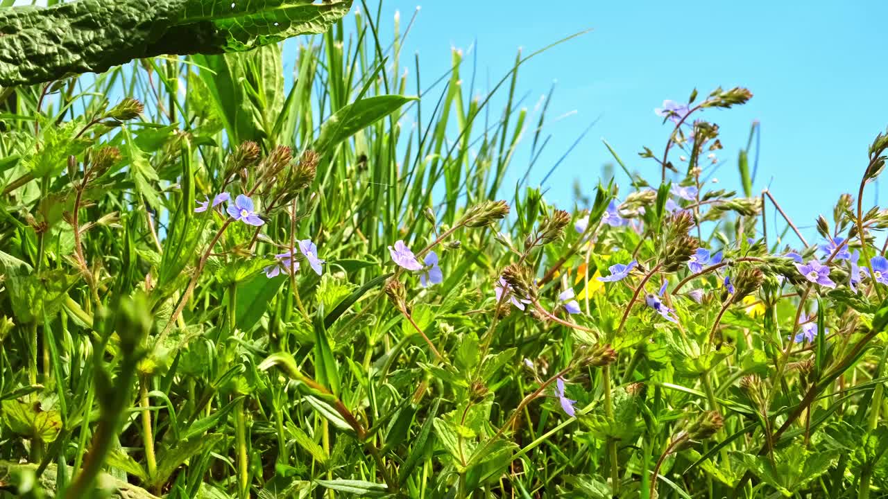 草地与盛开的小蓝花在绿色的田野草地在春天蓝天的背景。侧视图。美丽的福布斯。Veronika chamaedrys Dubravnaya speedwell植物。春天的五一节。特写镜头视频素材
