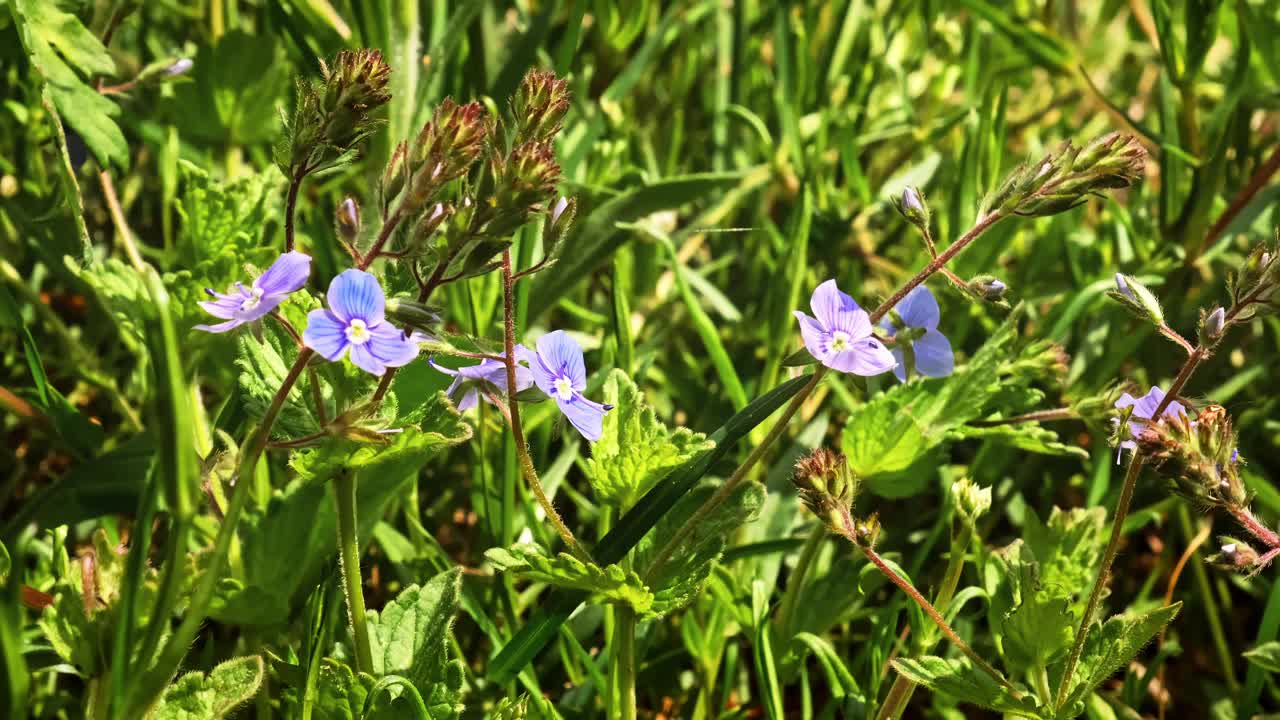 春天的草地上盛开着蓝色的小花。福布斯在增长。Veronika chamaedrys Dubravnaya speedwell植物。美丽的自然背景。阳光明媚的春天五一。特写镜头视频素材