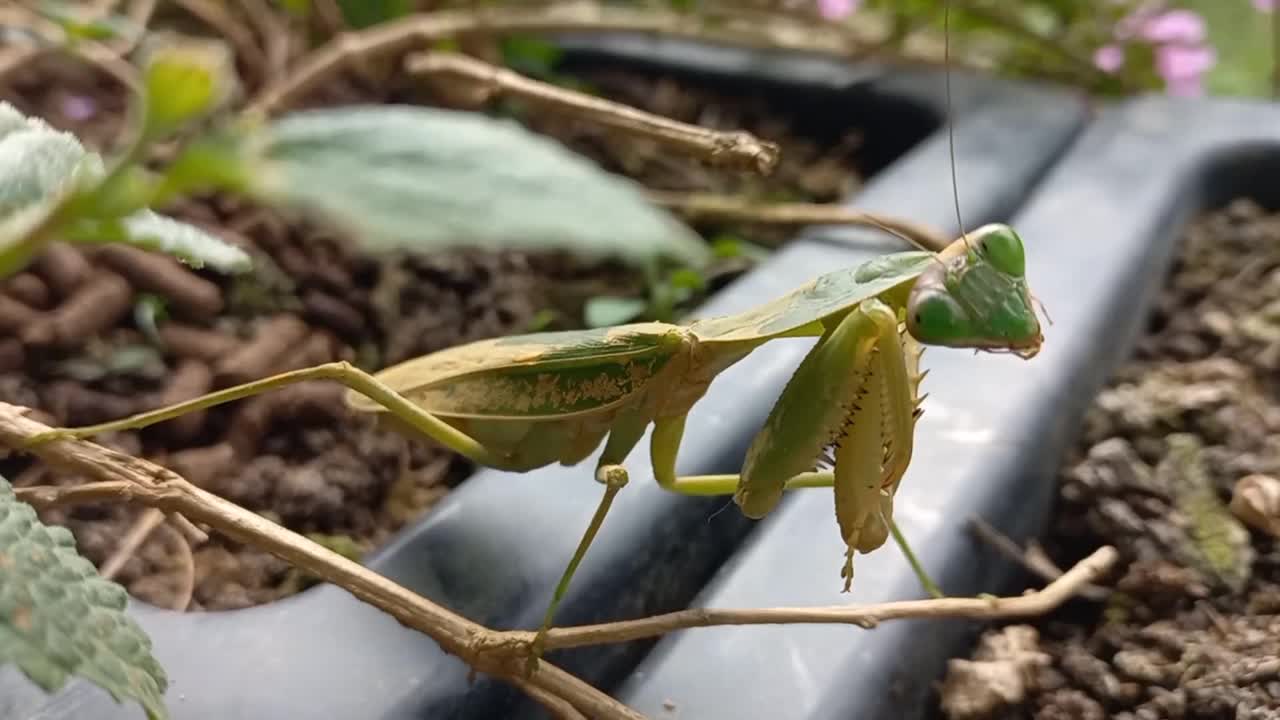一只螳螂坐在一根小树枝上，清洁着自己的腿视频素材