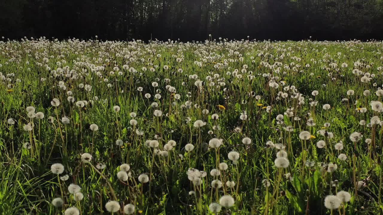 夏季草地蒲公英开花后，气生视频下载