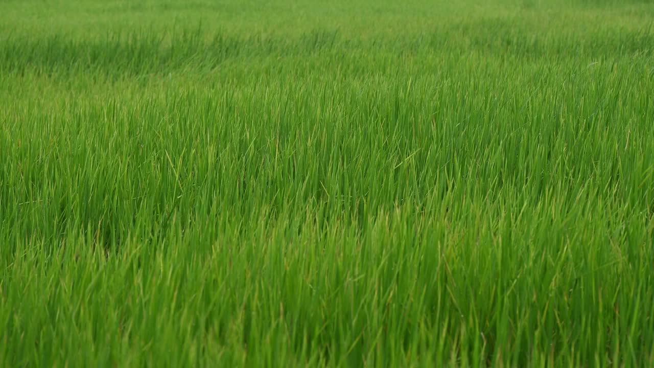 暴风雨时，风吹过稻田。视频素材