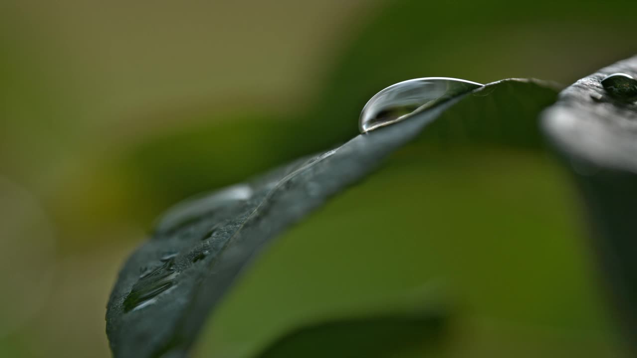 大自然的交响乐:露珠从新鲜潮湿的植物叶子上落下的特写慢动作视频素材