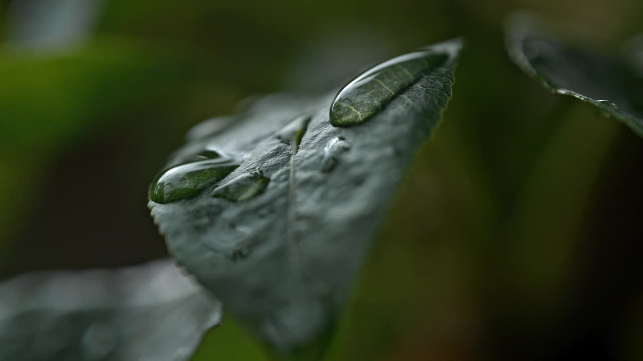 大自然的交响乐:露水滴在新鲜潮湿的植物叶子上视频素材