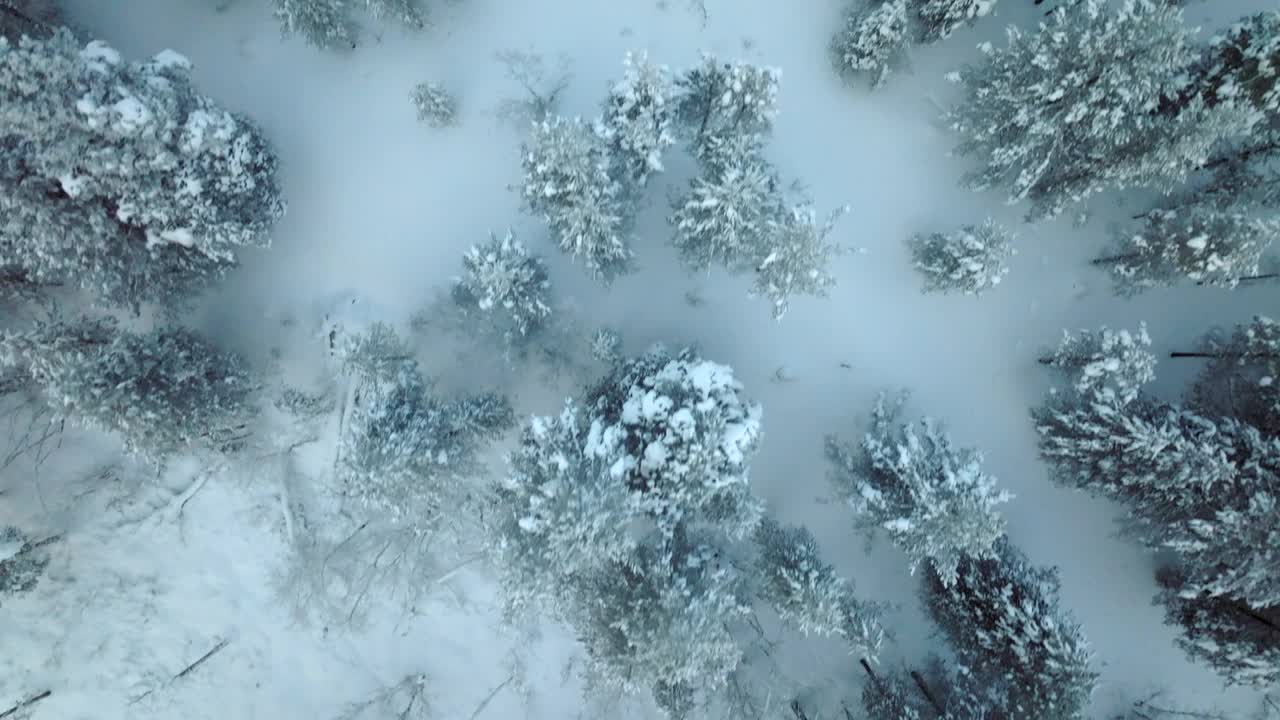 冬季拉普兰森林上空的鸟瞰图，雪地上的动物脚印视频素材