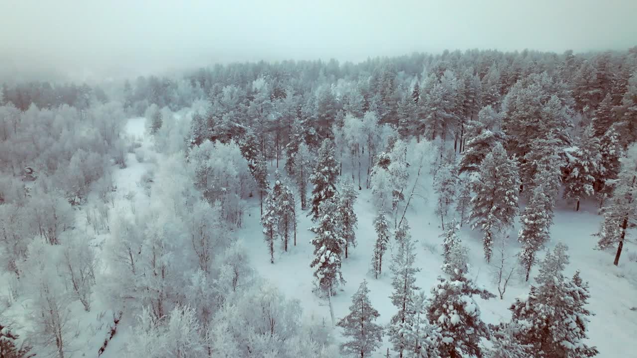 降雪后，拉普兰森林上空的空中飞行视频素材