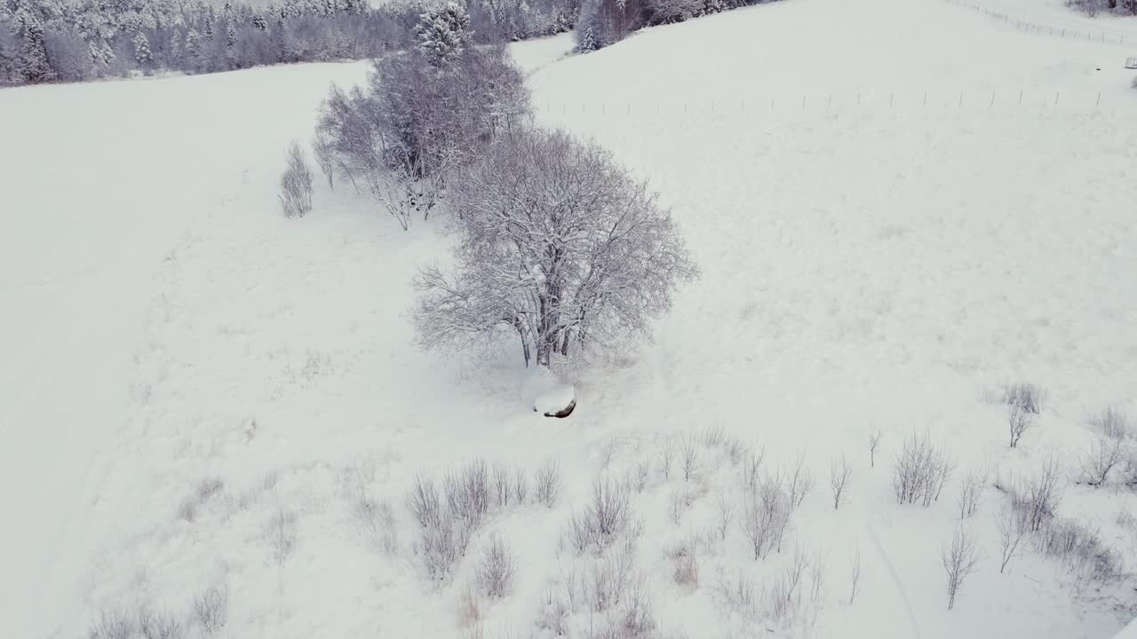 光秃秃的橡树在冰雪覆盖的地面在冬季-无人机拍摄视频素材