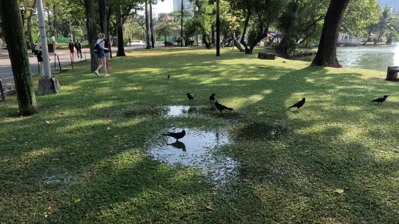 鸟儿在池塘边嬉戏视频素材