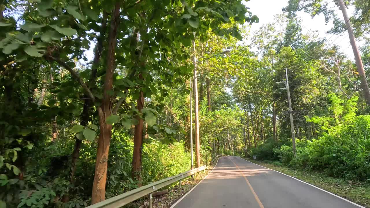 郁郁葱葱的森林之旅视频素材