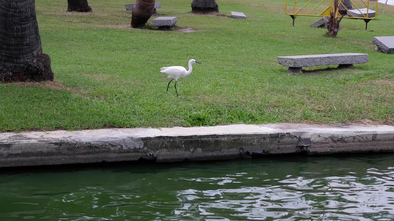 白鹭的河边漫步和飞行视频素材