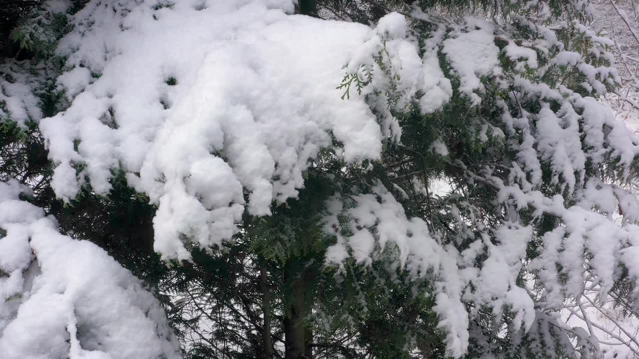 无人机在积雪覆盖的针叶树枝旁上升视频下载