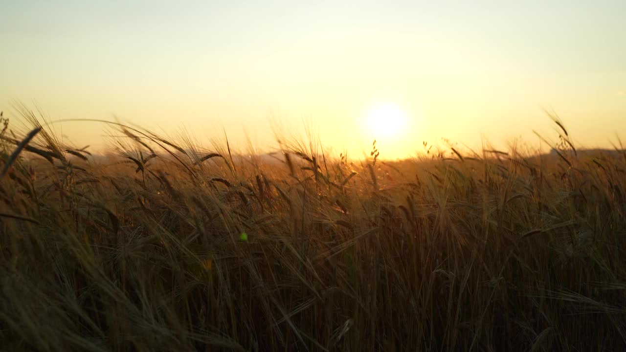 夕阳下的麦田视频素材