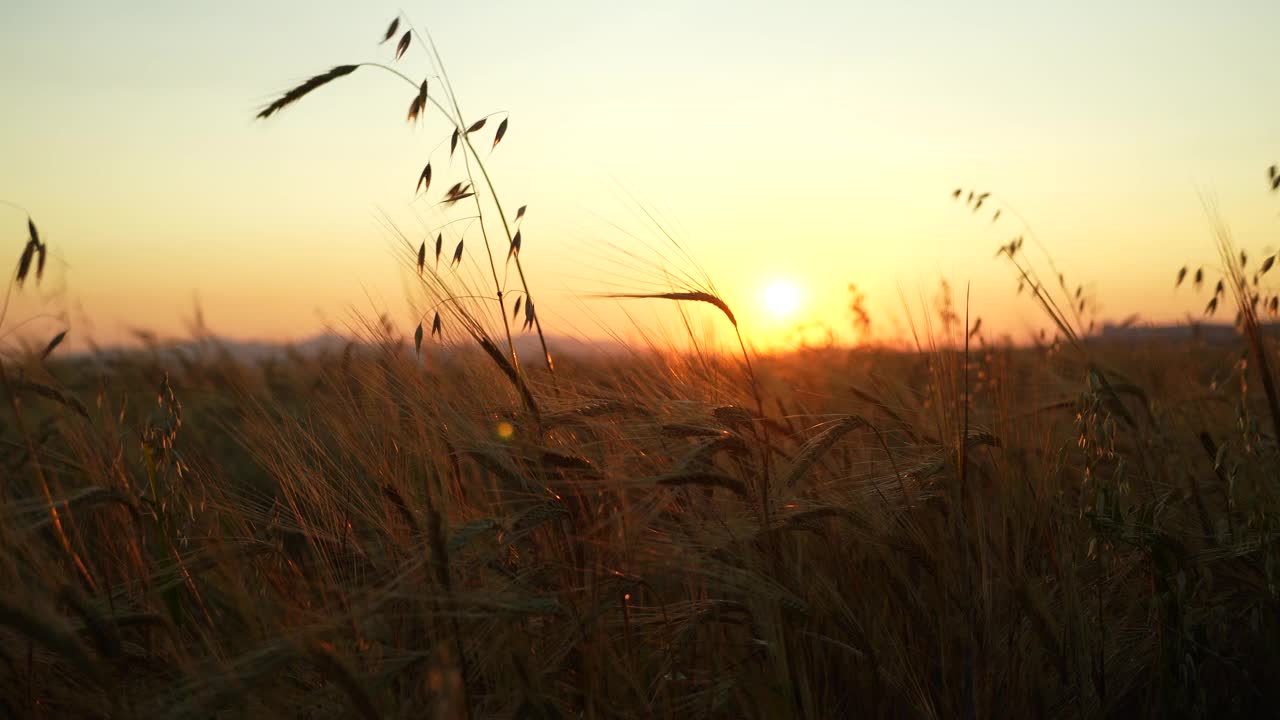 夕阳下的麦田视频素材