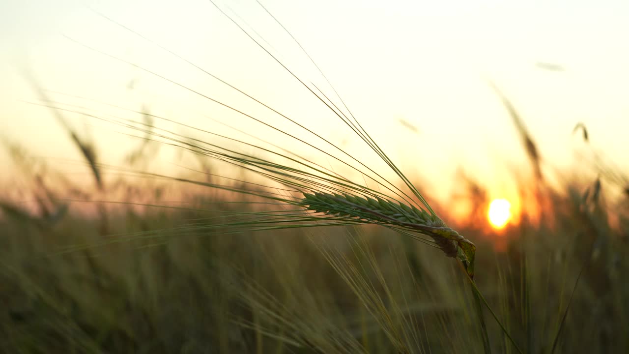 夕阳下的麦田视频下载