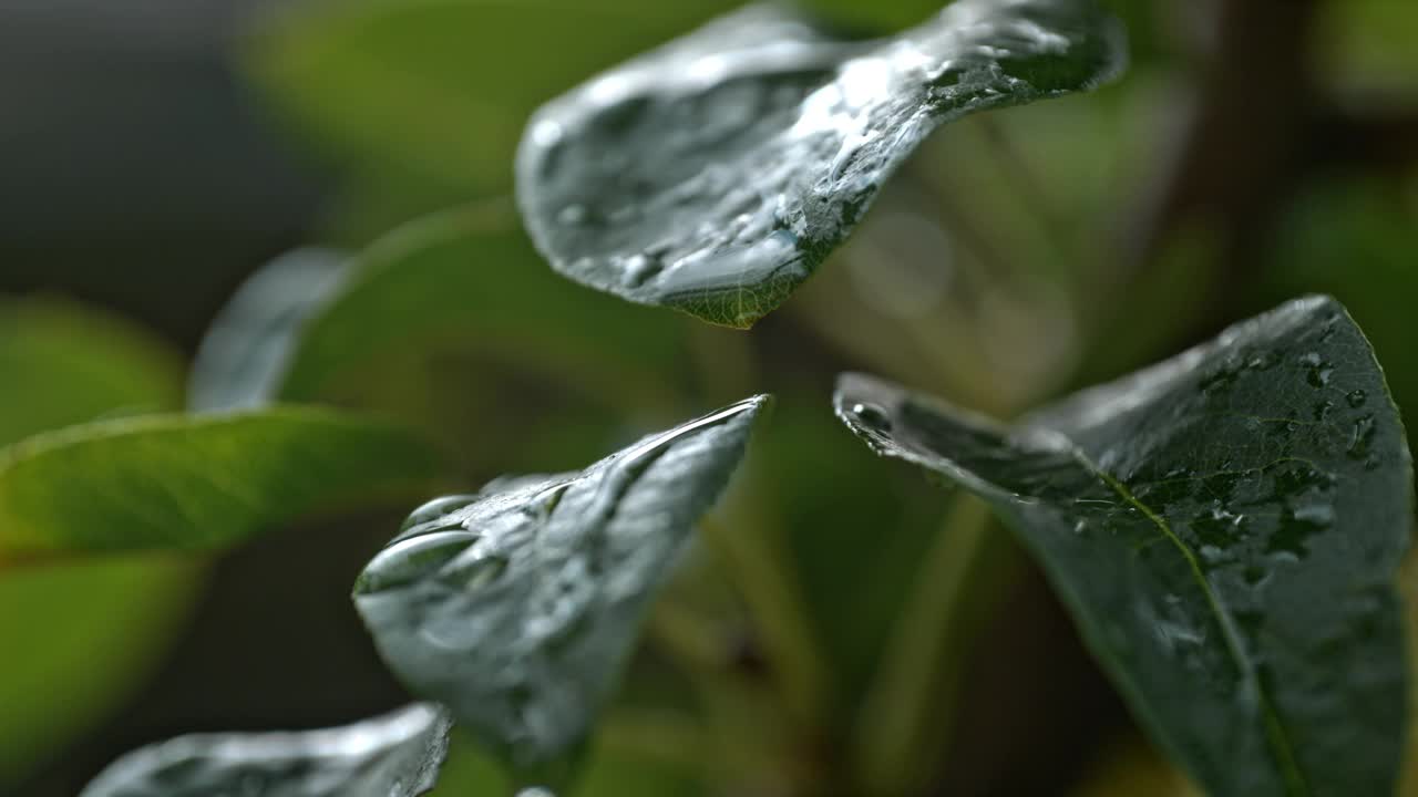 大自然的交响乐:从新鲜潮湿的植物叶子上滴下的露珠视频素材