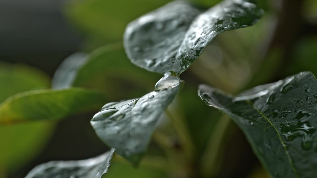 超级慢速MO大自然的交响乐:露水从新鲜潮湿的植物叶子上滴下的慢动作视频素材