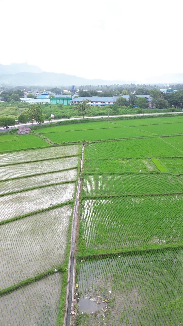 垂直无人机拍摄的农村梯田，Bone Bolango Regency, Gorontalo，印度尼西亚视频素材