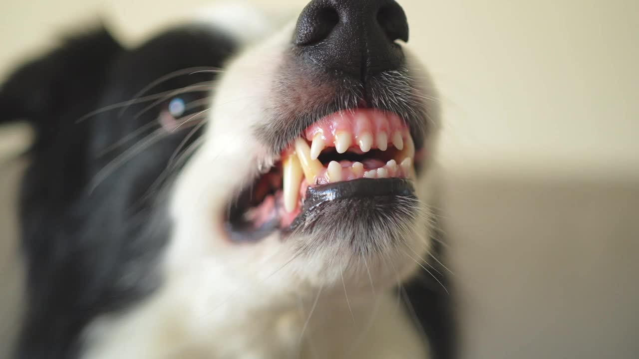 危险的愤怒的狗。好斗的小狗边境牧羊犬露出牙齿，看起来好斗危险。守护者咆哮的可怕的狗准备攻击。宠物感染了狂犬病。视频素材