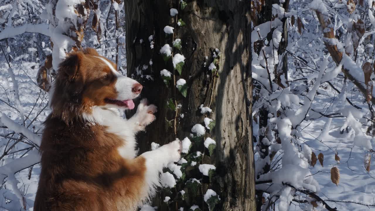 雪林里的狗。宠物在冬天的大自然。棕色的澳大利亚牧羊犬把爪子放在树上。澳大利亚红三色旗走到外面，摆出笑脸。视频素材