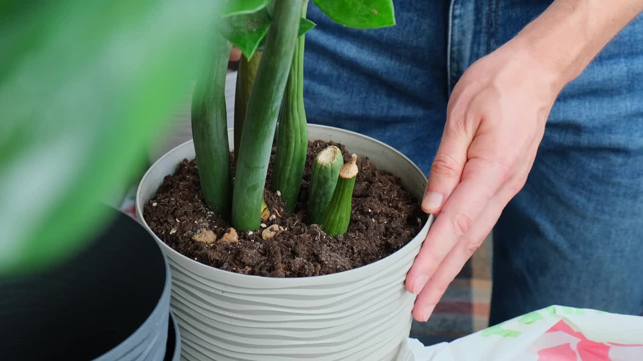 一名男子正在家中将仙人掌移栽到新花盆里。从花盆里拔出有根的植物，特写。在家种花。闲暇时间视频素材