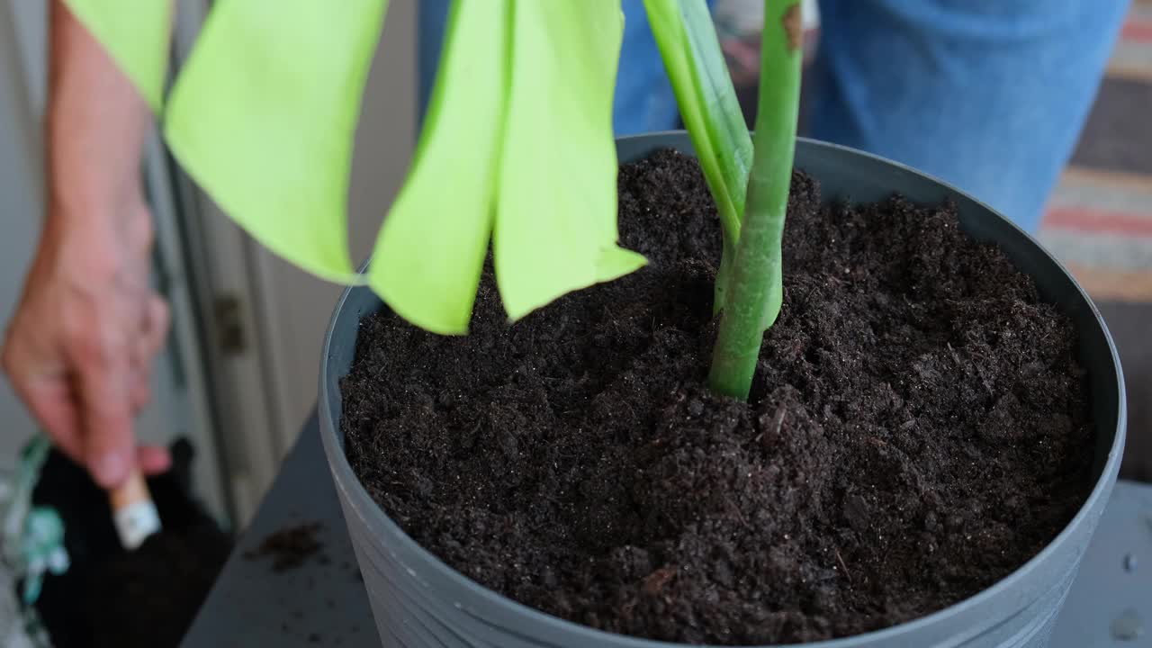 一名男子正在给家里的新花盆重新种植怪物。从花盆里拔出有根的植物，特写。在家种花。闲暇时间视频素材