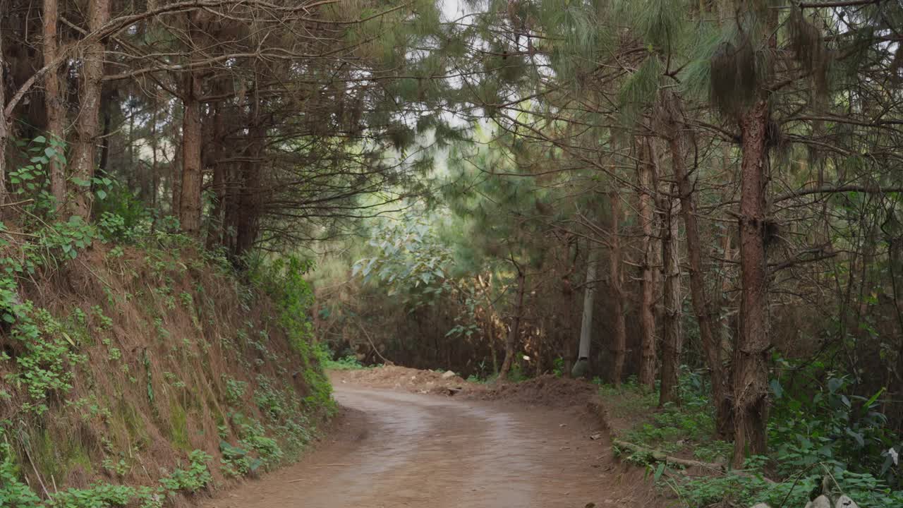 一个人在热带雨林中徒步旅行视频素材