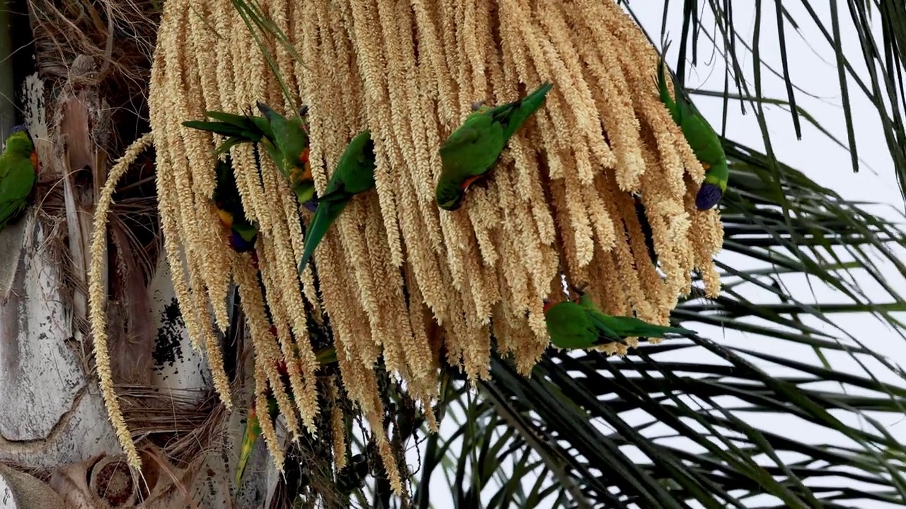 吸食棕榈花蜜的鹦鹉视频素材