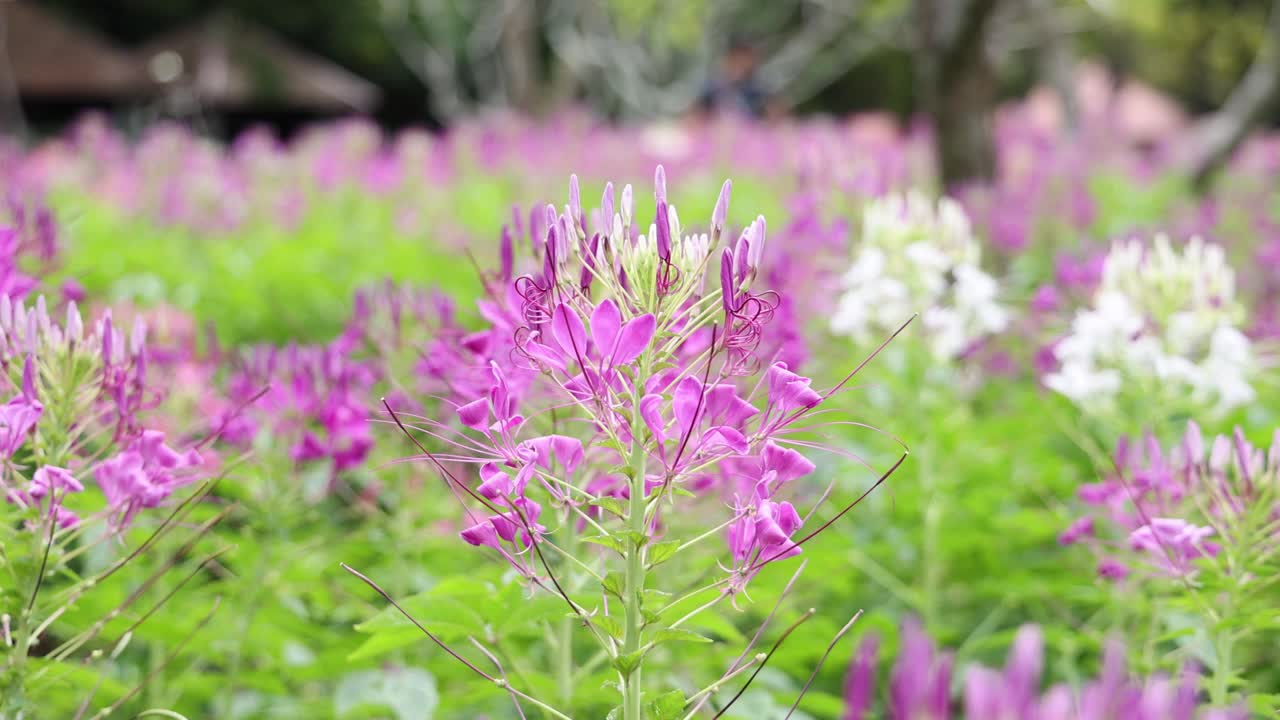 春暖花开视频素材