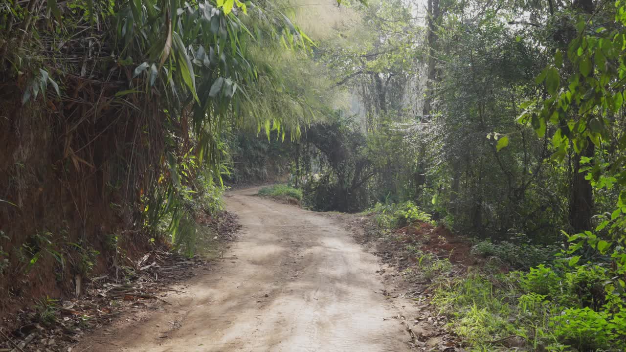 一个人在热带雨林中徒步旅行视频素材