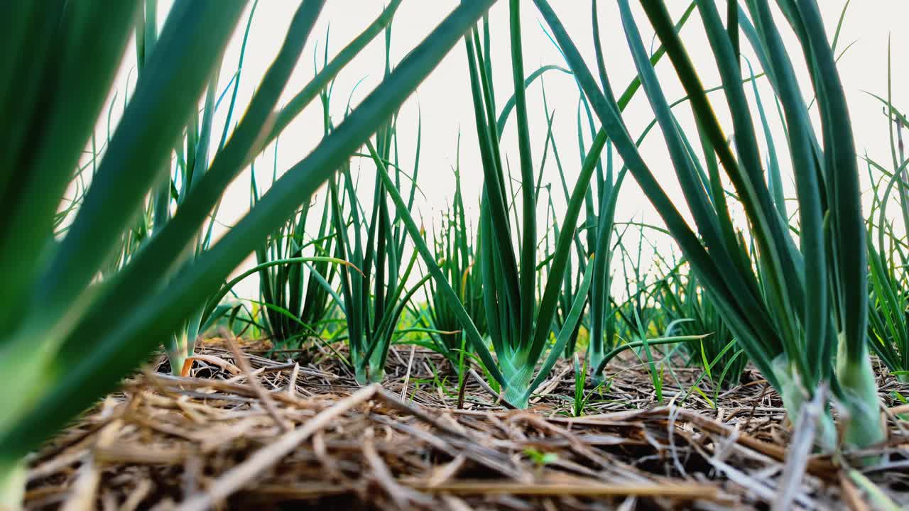 红洋葱植物生长在花园里视频素材